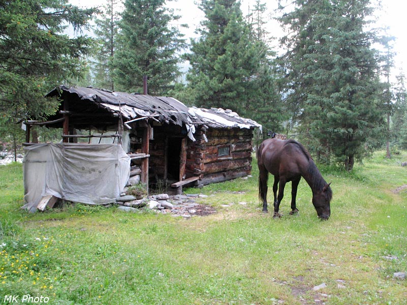 Лошадь у моей зимухи