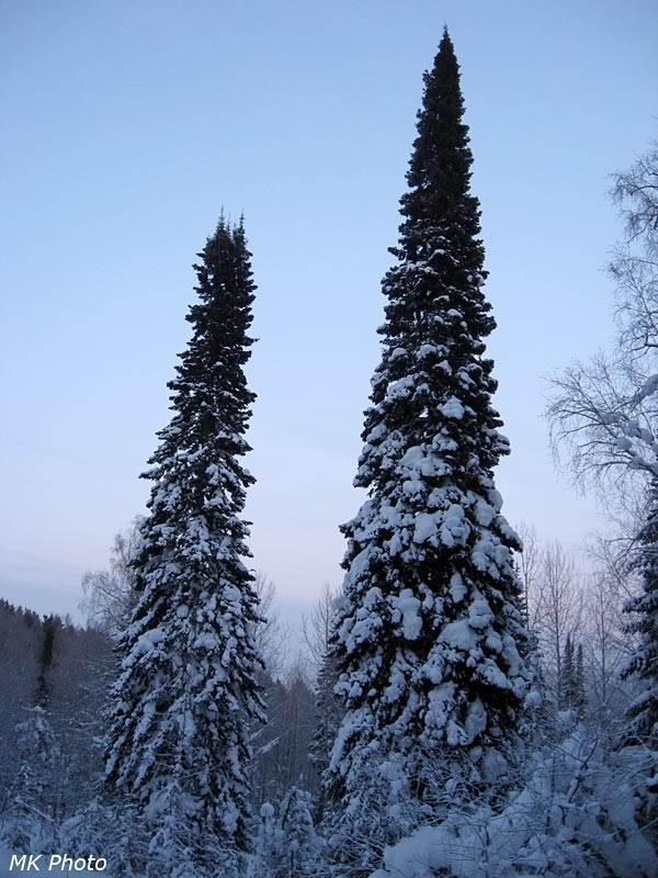 Заповедные ели