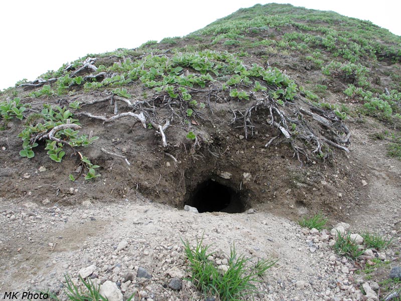 А вот и нора
