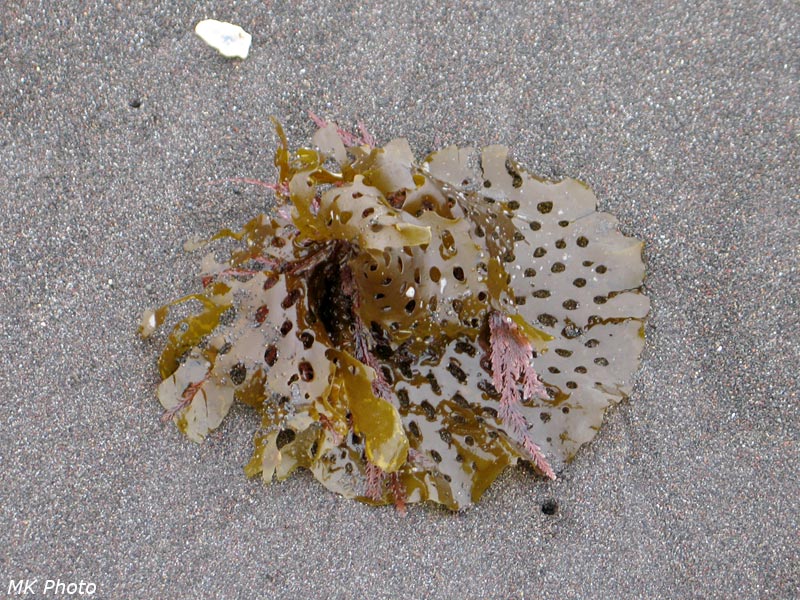 Водоросль в дырочку