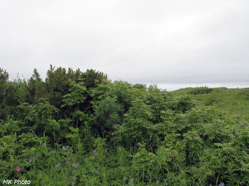 Кедровый стланик у берега Тихого океана