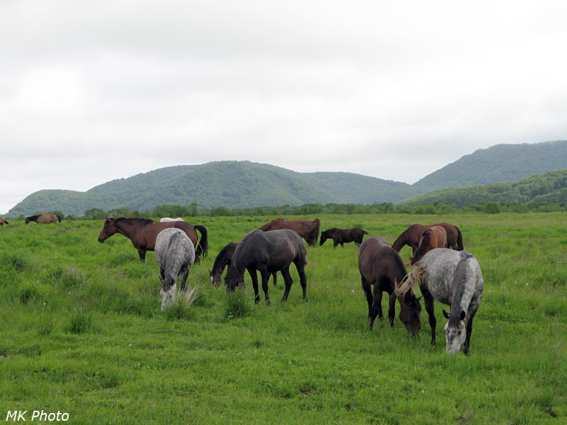 Кони из Заозёрного