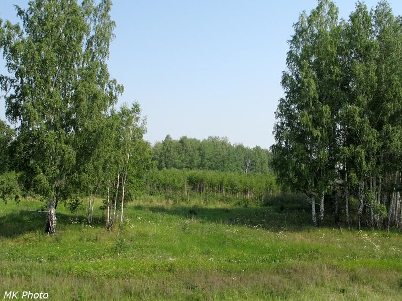 Берёзы на перегоне