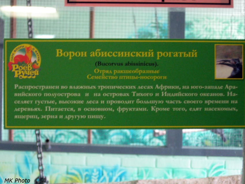 Ворон абиссинский рогатый