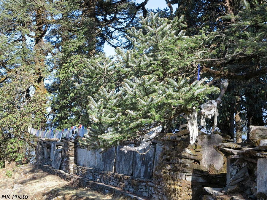 Гималайская ель