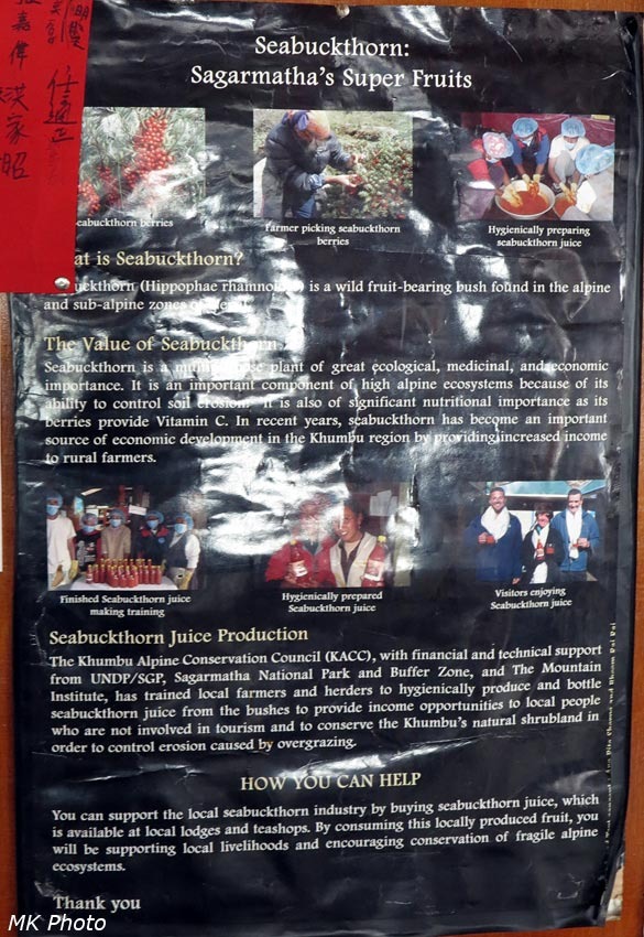 Плакат про местную облепиху