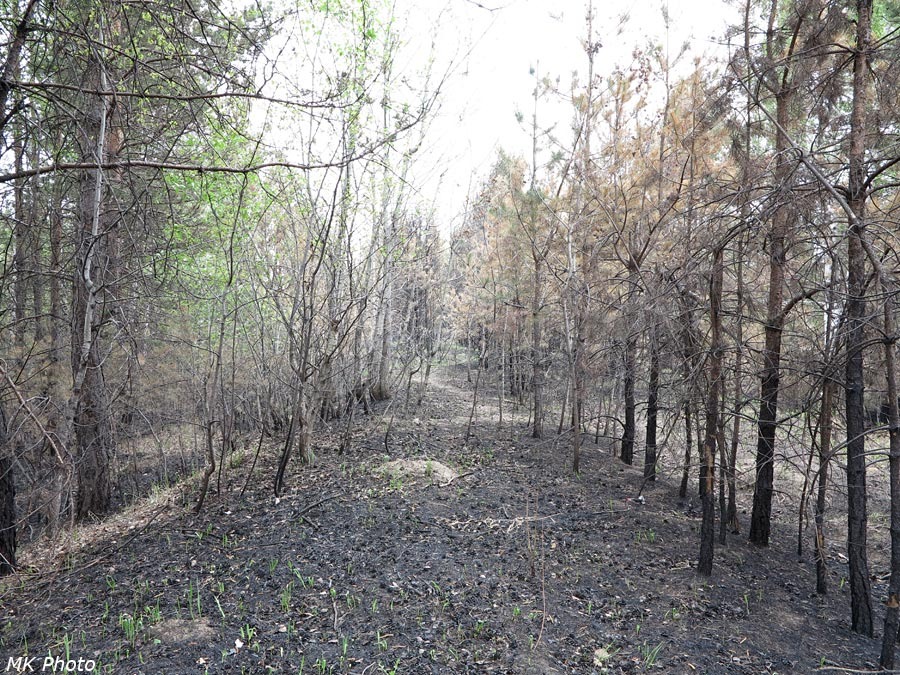 Заросшая насыпь