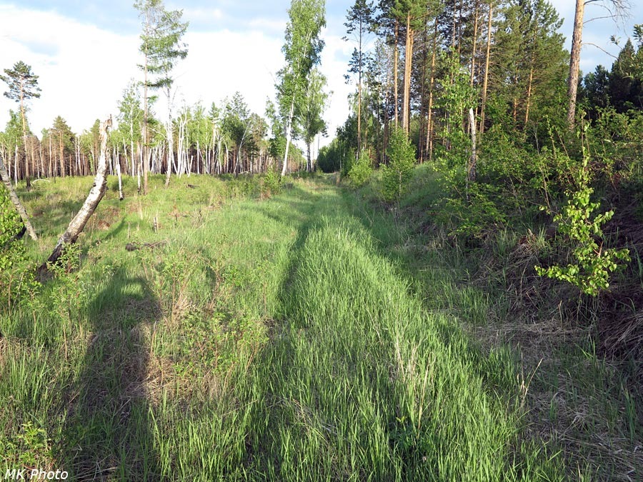 Лесная дорога на месте бывшей железной