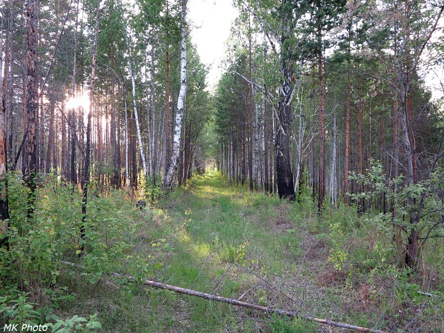 Лесная дорога на месте бывшего первого пути