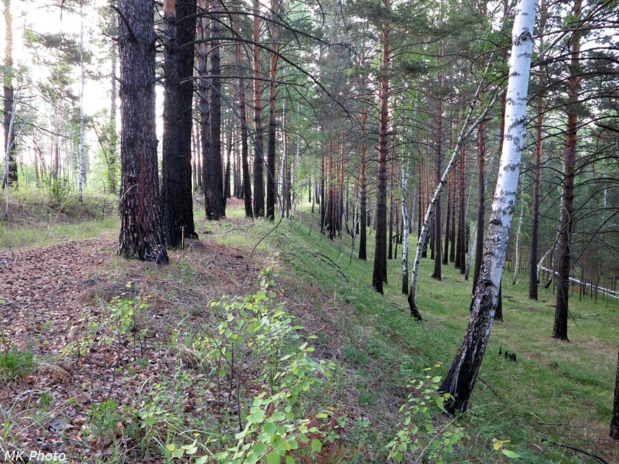 Заросшие участки железной дороги