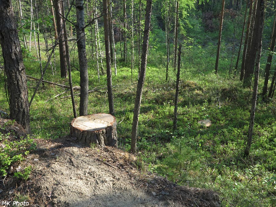 Работа чёрных лесорубов