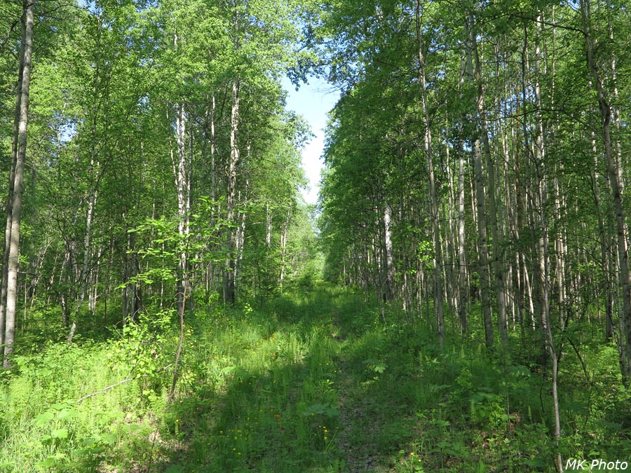 Стрела дороги
