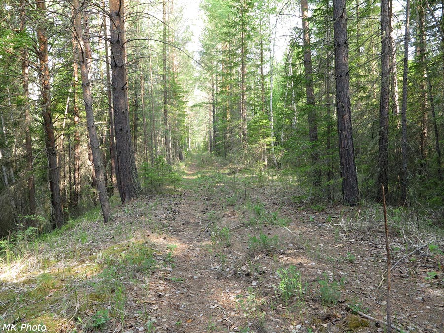 Лесная дорога