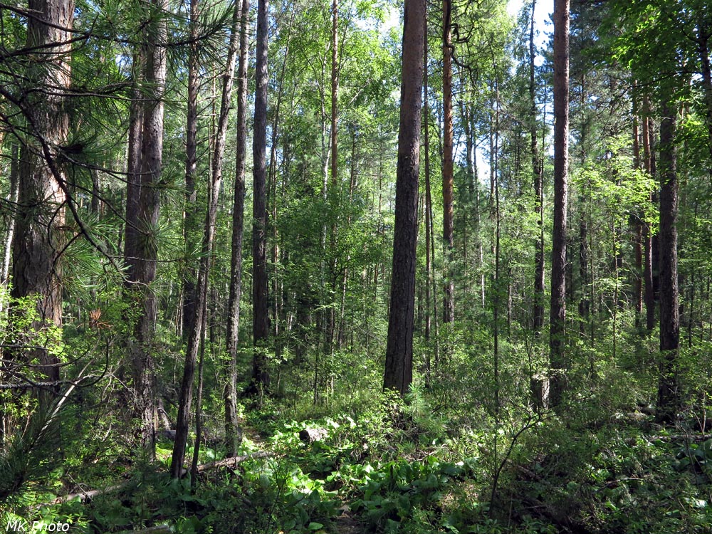 Лесная тропа