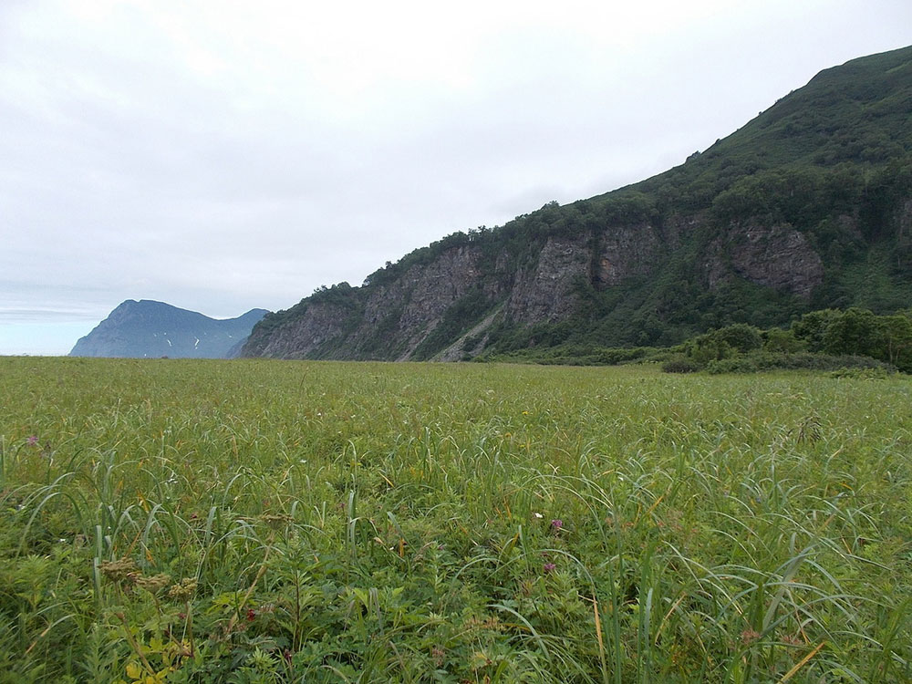 Лес закончился