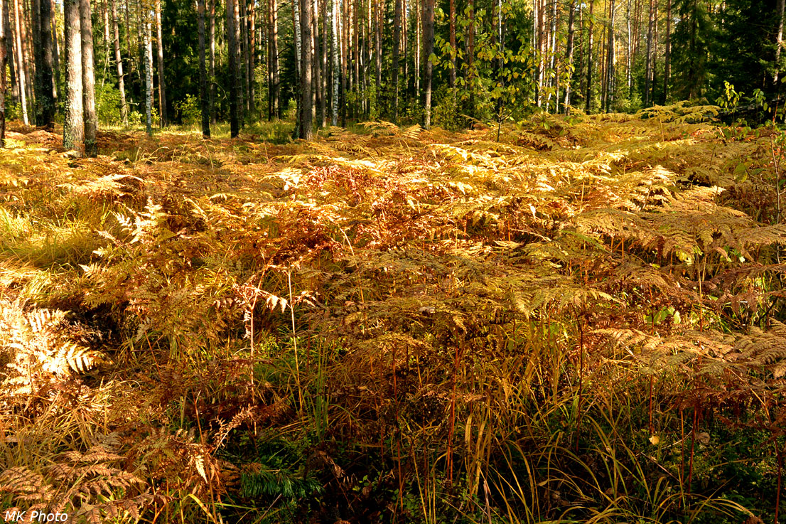 Осенний папоротник