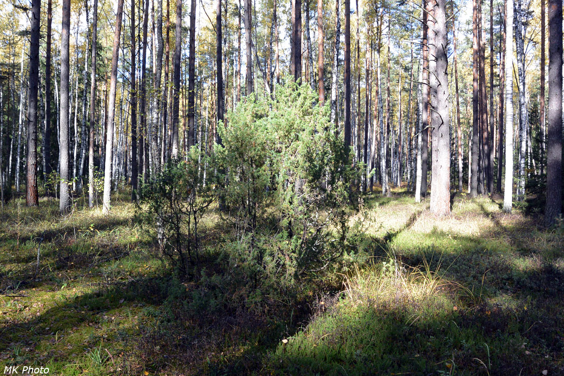 Можжевельник