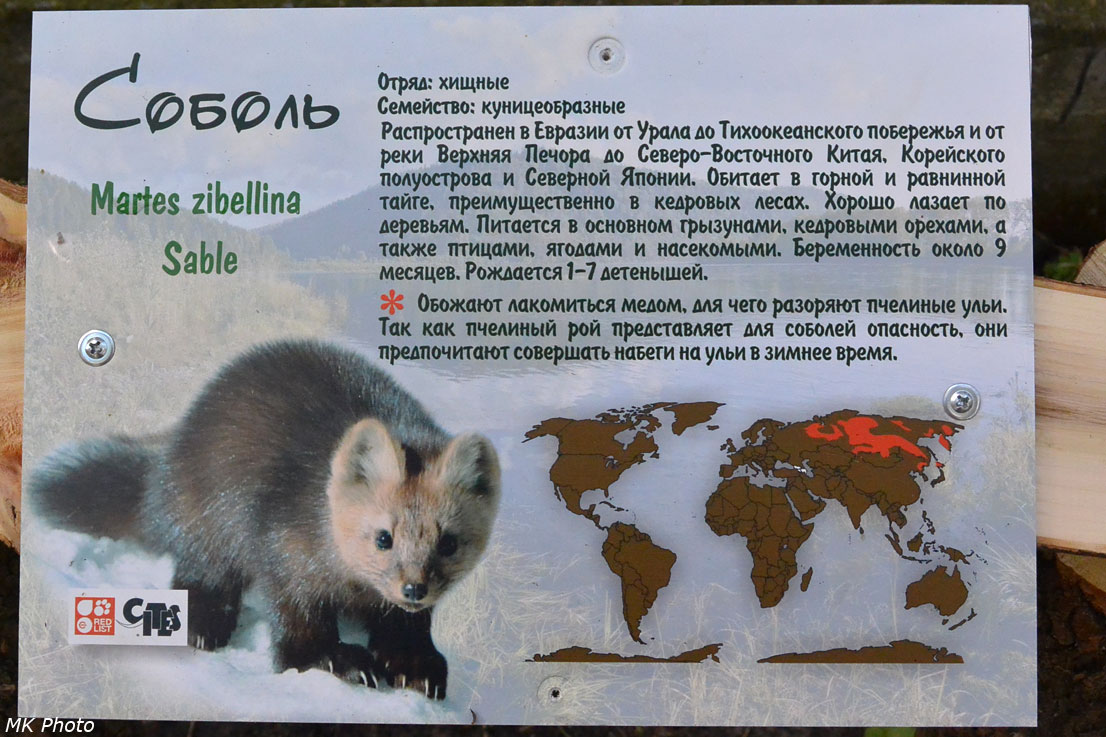 Соболь