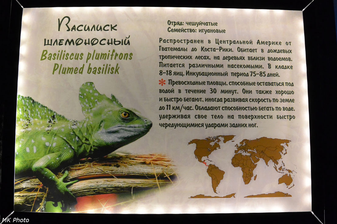 Василиск шлемоносный