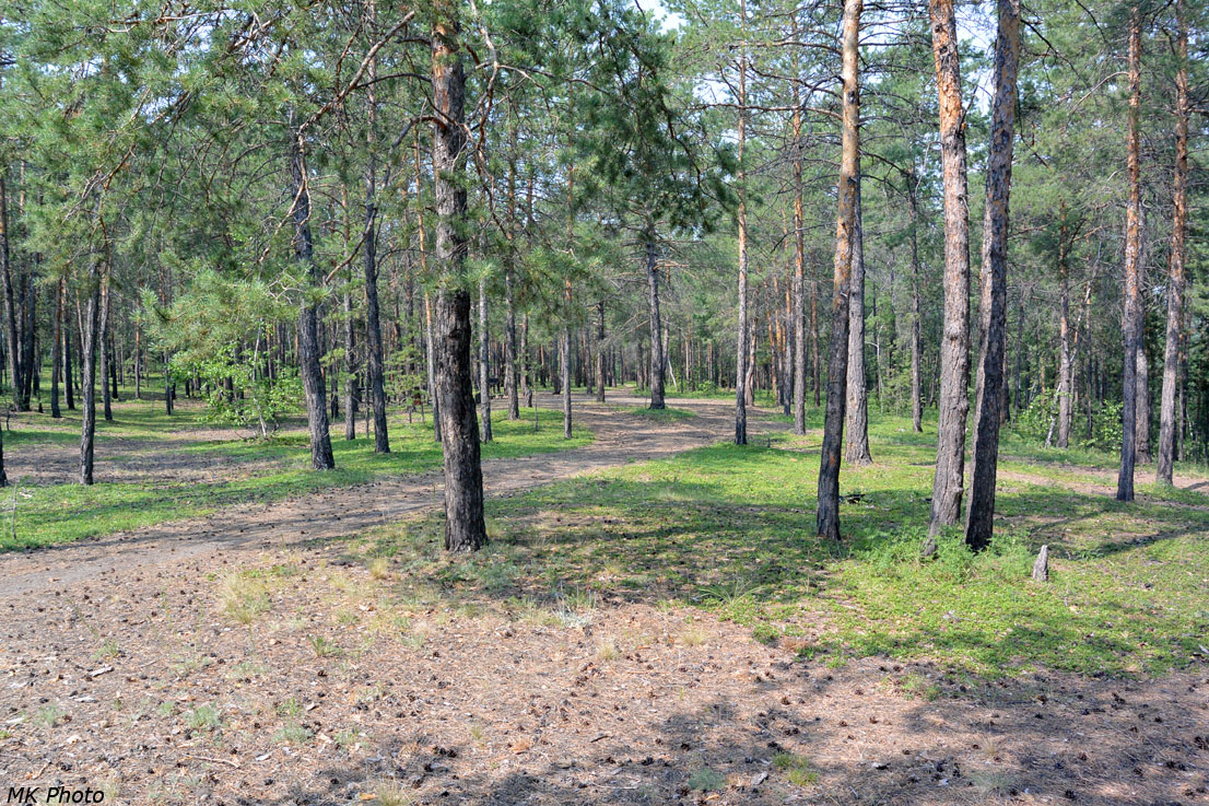 Дорожка в сосновом лесу
