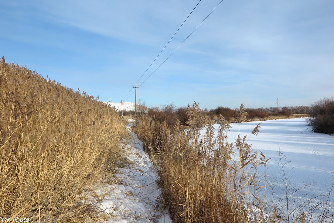 Р. Оронгой